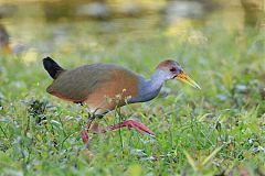 Russet-naped Wood-Rail